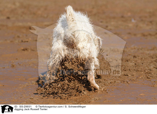 buddelnder Parson Russell Terrier / digging Parson Russell Terrier / SS-29931