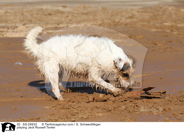 spielender Parson Russell Terrier / playing Parson Russell Terrier / SS-29932