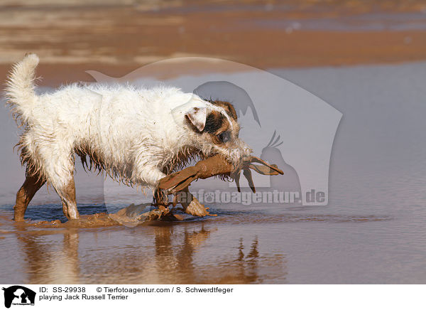 spielender Parson Russell Terrier / playing Parson Russell Terrier / SS-29938