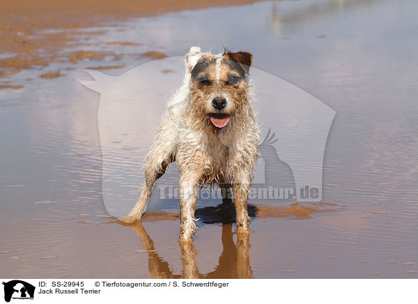 stehender Parson Russell Terrier / Parson Russell Terrier / SS-29945