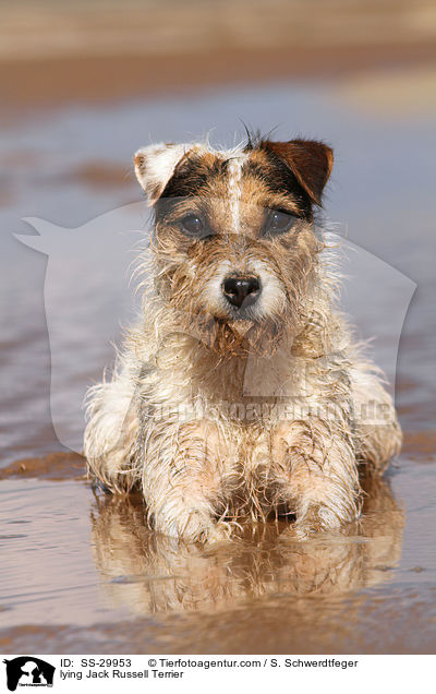 liegender Parson Russell Terrier / lying Parson Russell Terrier / SS-29953