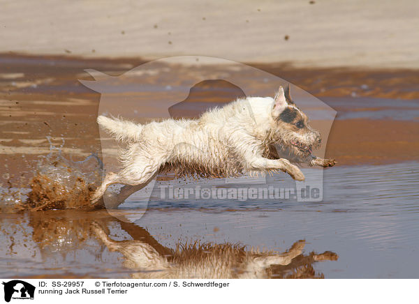 rennender Parson Russell Terrier / running Parson Russell Terrier / SS-29957