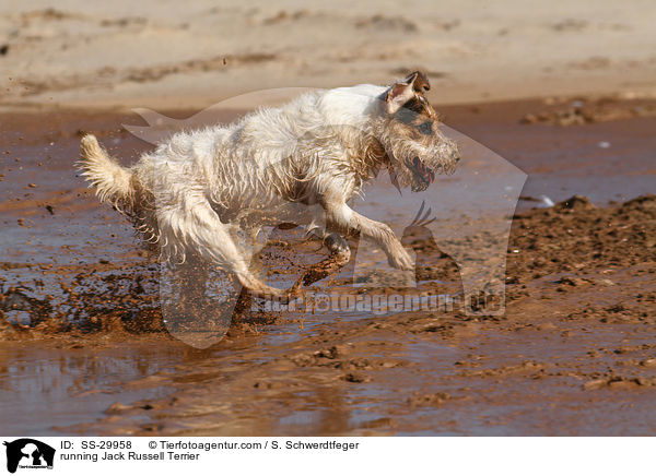 rennender Parson Russell Terrier / running Parson Russell Terrier / SS-29958