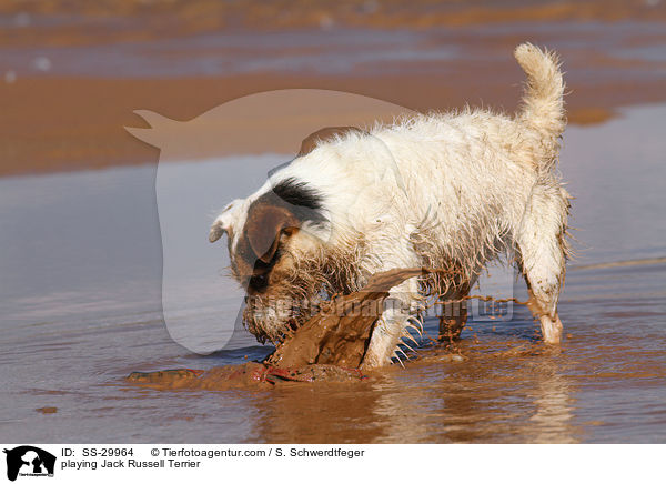 spielender Parson Russell Terrier / playing Parson Russell Terrier / SS-29964
