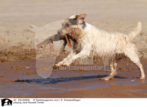 spielender Parson Russell Terrier / playing Parson Russell Terrier / SS-29969
