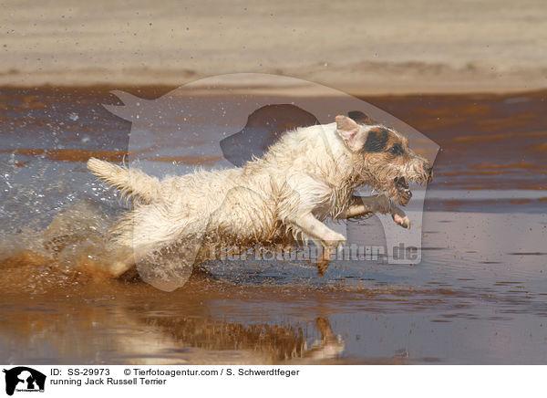 rennender Parson Russell Terrier / running Parson Russell Terrier / SS-29973