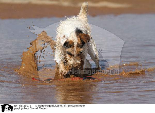 spielender Parson Russell Terrier / playing Parson Russell Terrier / SS-29975