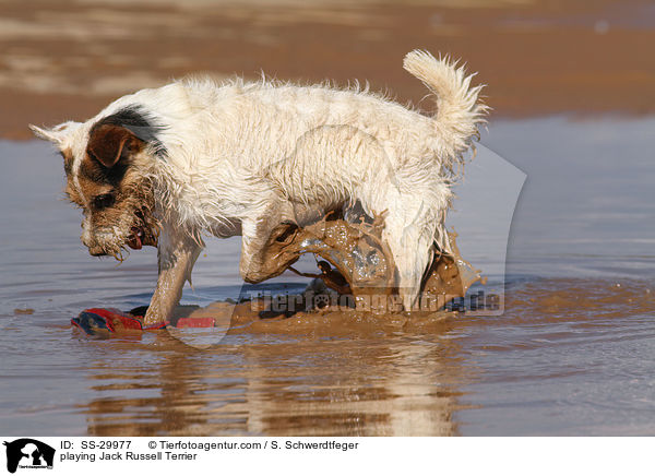 spielender Parson Russell Terrier / playing Parson Russell Terrier / SS-29977