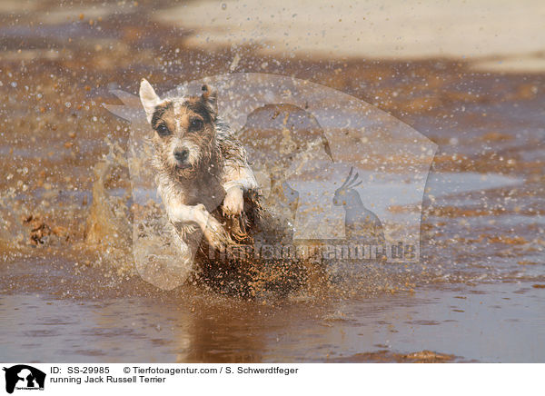 running Jack Russell Terrier / SS-29985