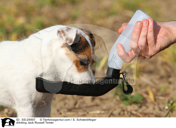 trinkender Parson Russell Terrier / drinking Parson Russell Terrier / SS-29997