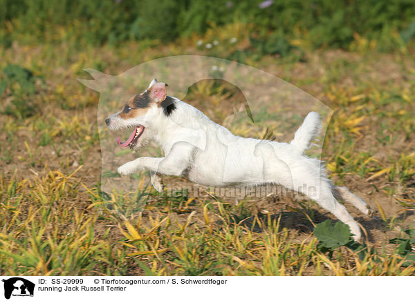 rennender Parson Russell Terrier / running Parson Russell Terrier / SS-29999