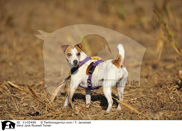 blinder Jack Russell Terrier / blind Jack Russell Terrier / YJ-05499