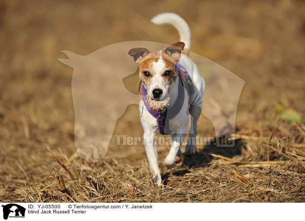 blind Jack Russell Terrier / YJ-05500