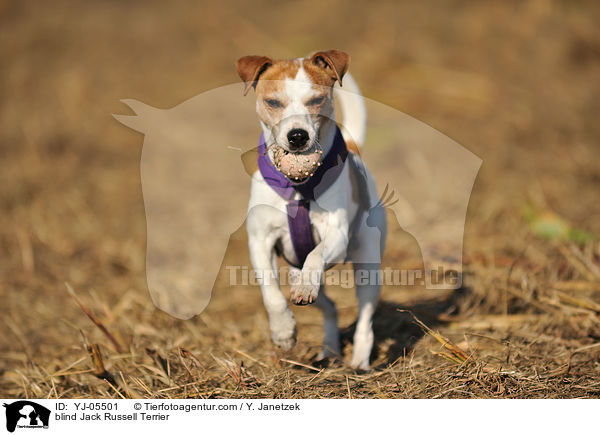 blinder Jack Russell Terrier / blind Jack Russell Terrier / YJ-05501