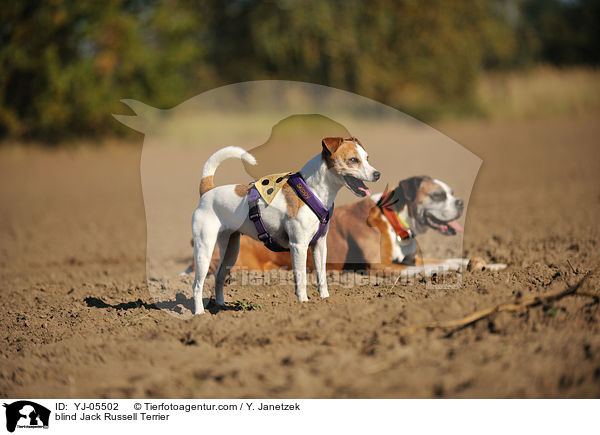 blind Jack Russell Terrier / YJ-05502