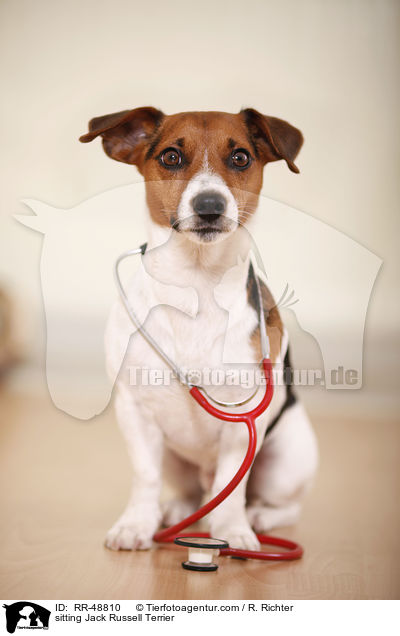 sitzender Jack Russell Terrier / sitting Jack Russell Terrier / RR-48810