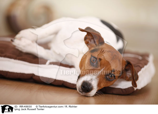 liegender Jack Russell Terrier / lying Jack Russell Terrier / RR-48830