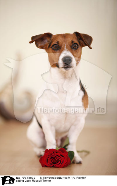 sitzender Jack Russell Terrier / sitting Jack Russell Terrier / RR-48832