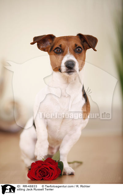 sitting Jack Russell Terrier / RR-48833