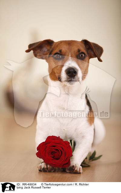 lying Jack Russell Terrier / RR-48834