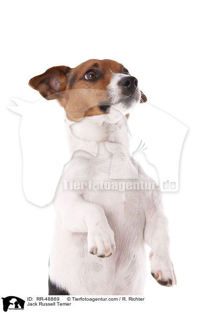 Jack Russell Terrier / Jack Russell Terrier / RR-48869