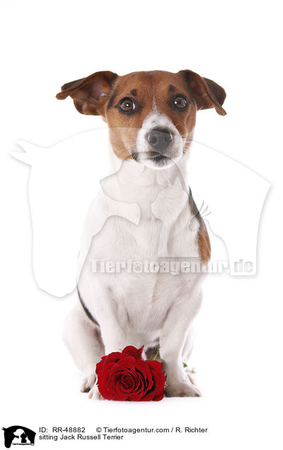 sitting Jack Russell Terrier / RR-48882