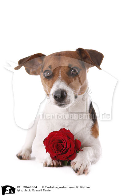 lying Jack Russell Terrier / RR-48884