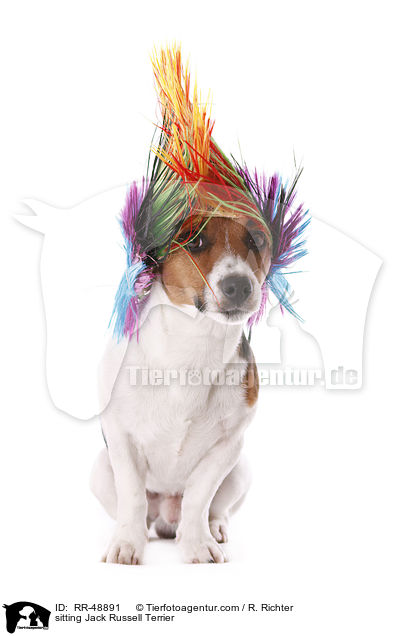 sitzender Jack Russell Terrier / sitting Jack Russell Terrier / RR-48891