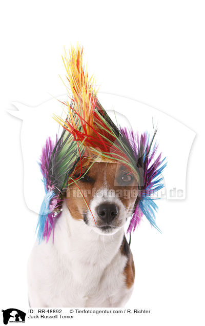 Jack Russell Terrier / Jack Russell Terrier / RR-48892