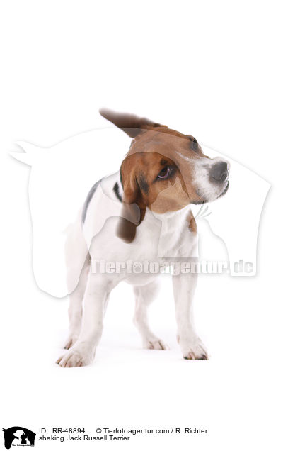 Jack Russell Terrier schttelt sich / shaking Jack Russell Terrier / RR-48894