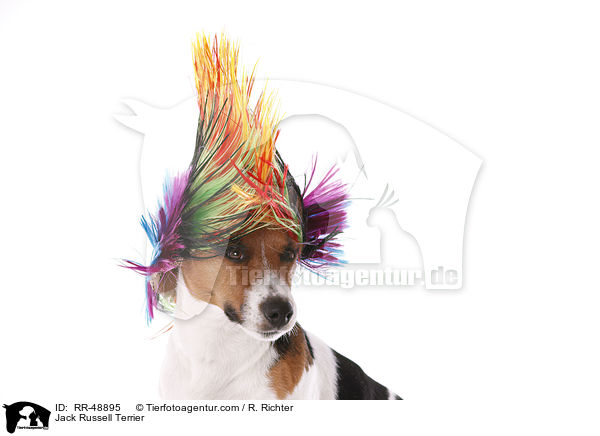Jack Russell Terrier / Jack Russell Terrier / RR-48895