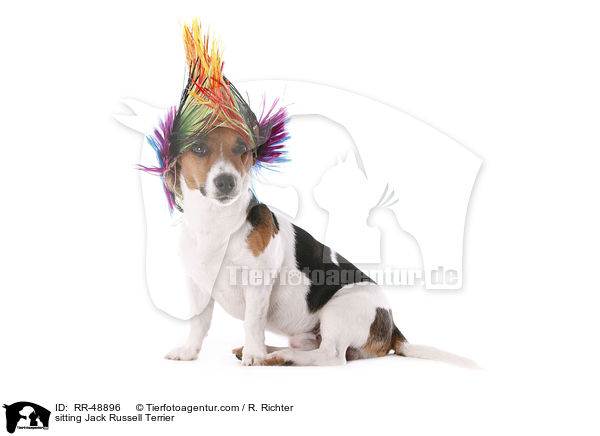 sitzender Jack Russell Terrier / sitting Jack Russell Terrier / RR-48896
