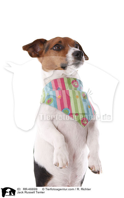 Jack Russell Terrier / Jack Russell Terrier / RR-48899