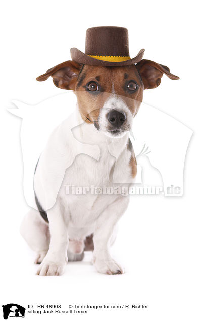 sitzender Jack Russell Terrier / sitting Jack Russell Terrier / RR-48908