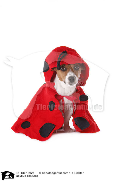 Marienkfer Kostm / ladybug costume / RR-48921