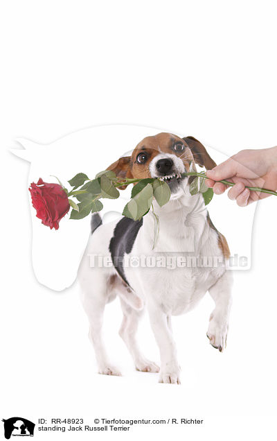 stehender Jack Russell Terrier / standing Jack Russell Terrier / RR-48923