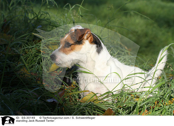 stehender Parson Russell Terrier / standing Parson Russell Terrier / SS-30149