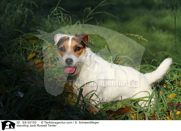 stehender Parson Russell Terrier / standing Parson Russell Terrier / SS-30150