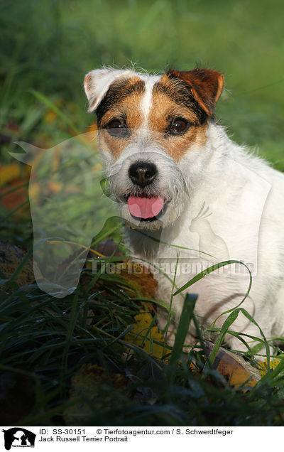 Parson Russell Terrier Portrait / Parson Russell Terrier Portrait / SS-30151