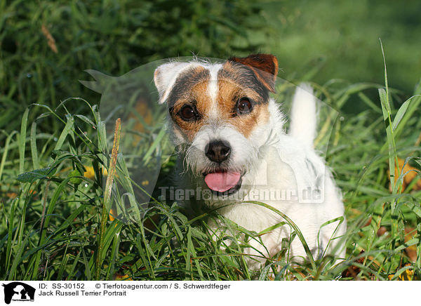 Parson Russell Terrier Portrait / Parson Russell Terrier Portrait / SS-30152