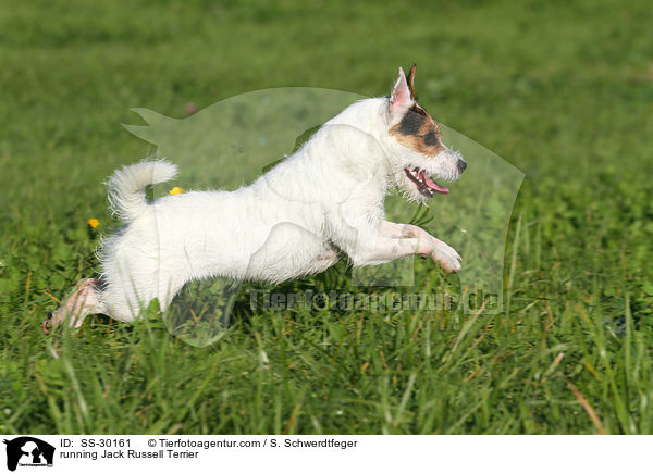 rennender Parson Russell Terrier / running Parson Russell Terrier / SS-30161
