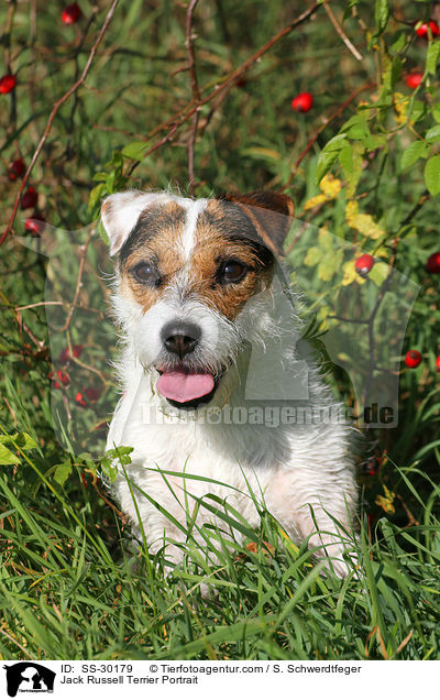 Parson Russell Terrier Portrait / Parson Russell Terrier Portrait / SS-30179