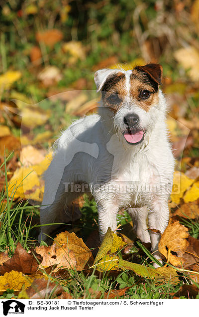 stehender Parson Russell Terrier / standing Parson Russell Terrier / SS-30181
