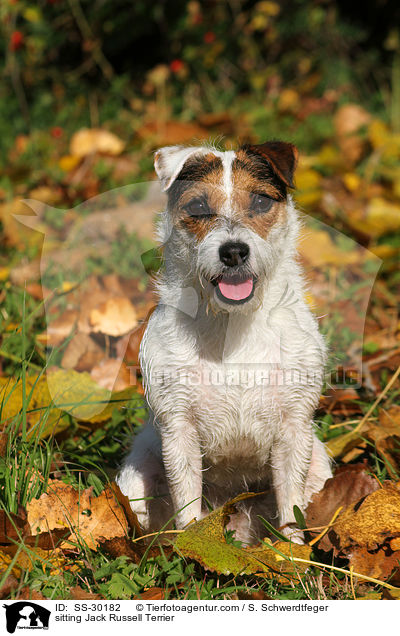 sitzender Parson Russell Terrier / sitting Parson Russell Terrier / SS-30182