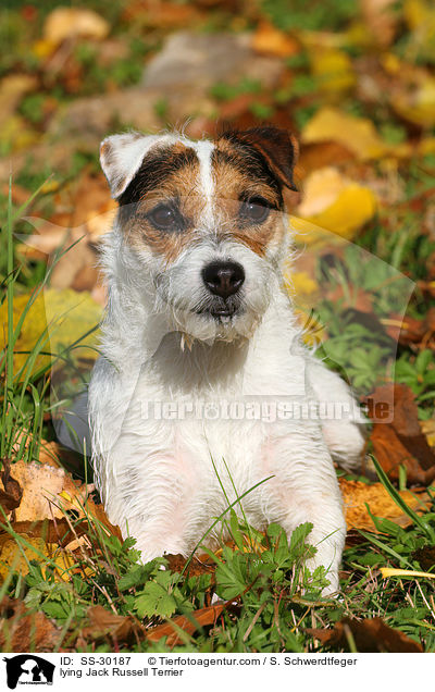 liegender Parson Russell Terrier / lying Parson Russell Terrier / SS-30187