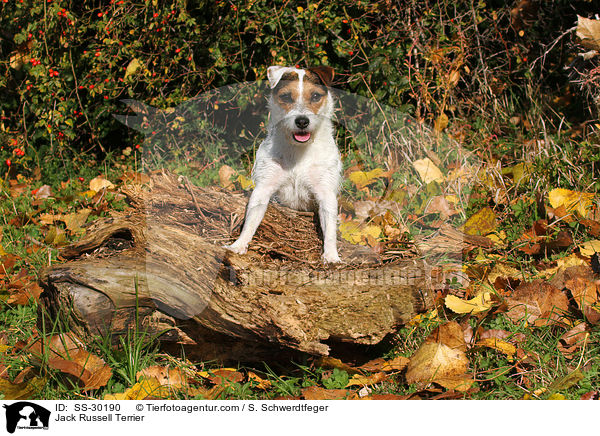 Parson Russell Terrier / Parson Russell Terrier / SS-30190
