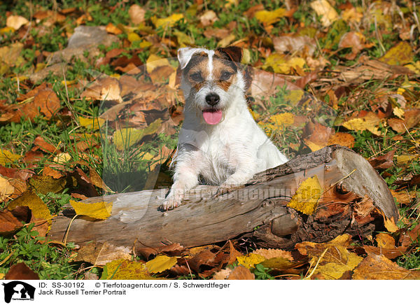 Parson Russell Terrier Portrait / Parson Russell Terrier Portrait / SS-30192