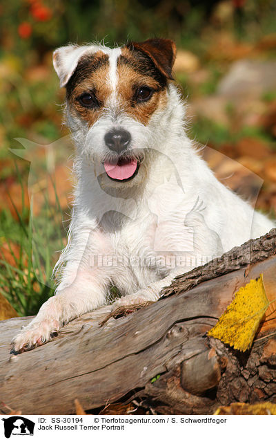 Parson Russell Terrier Portrait / Parson Russell Terrier Portrait / SS-30194