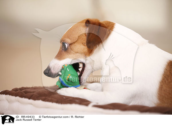 Jack Russell Terrier / Jack Russell Terrier / RR-49433