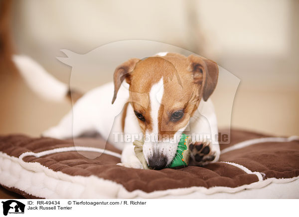 Jack Russell Terrier / Jack Russell Terrier / RR-49434